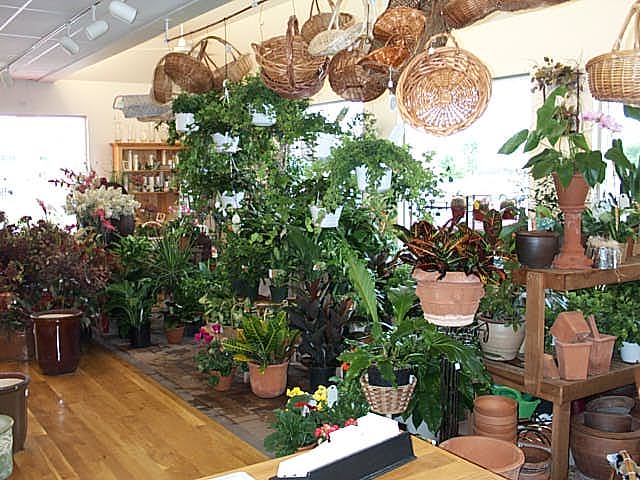 Bloomfield's Plants